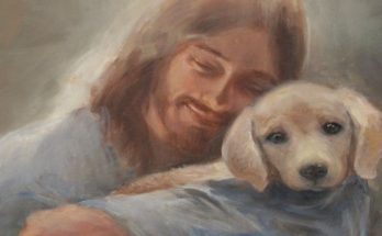Oración sanación perro enfermo mascota preferida